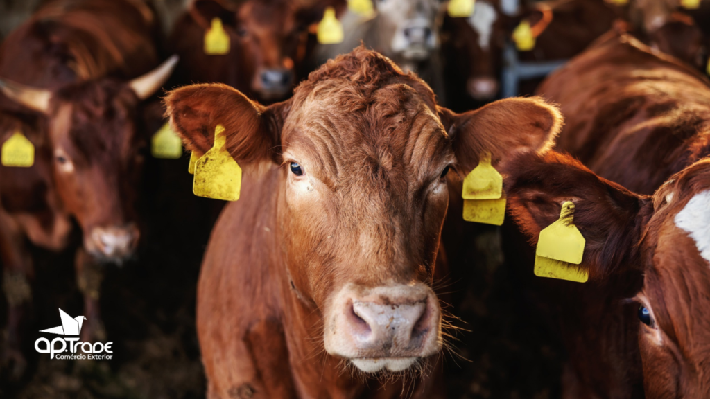 exportação de produtos de origem animal
